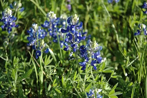 blue bonnet: a traditional flat Scottish hat made of blue wool; a blue tam-o'-shanter
