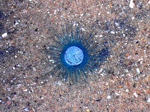 blue button: a colony of hydrozoan polyps of the species Porpita porpita
