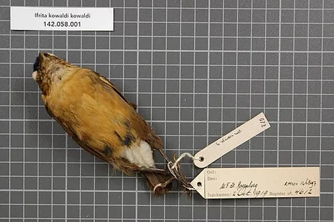 blue-capped ifrit: any member of the species Ifrita kowaldi of a small insectivorous passerine bird endemic to the...