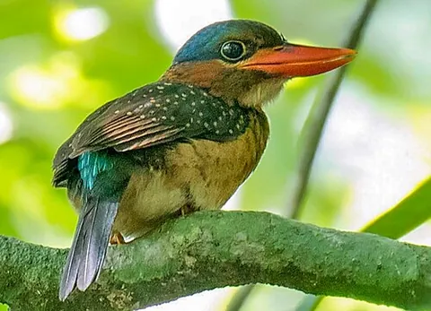 blue-capped kingfisher: actenoides hombroni, a species of kingfisher endemic to parts of the Philippines