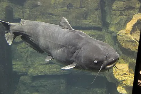 blue catfish: a very large freshwater catfish native from central North America south to Central America, of the...