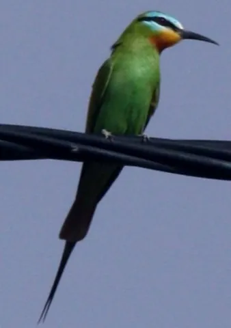 blue-cheeked bee-eater: merops persicus, a species of bee-eater found in North Africa and the Middle East