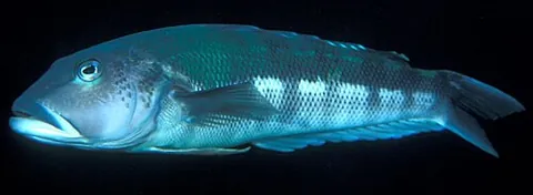 blue cod: any member of species Parapercis colias of temperate marine fish of the family Pinguipedidae