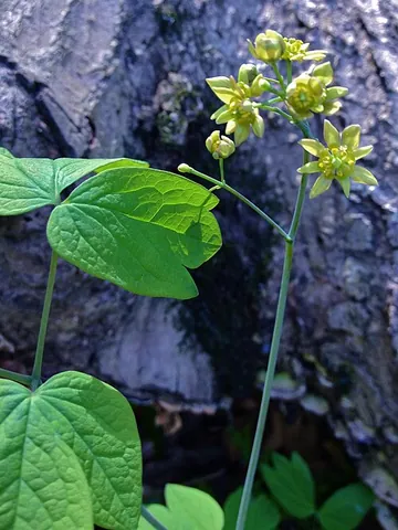 blue cohosh: a perennial American herb (Caulophyllum thalictroides), the root of which is used in medicine