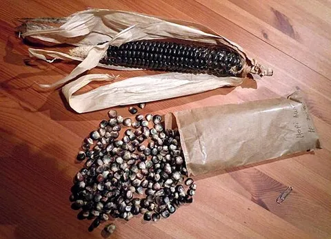 blue corn: a variety of corn with dark bluish grains