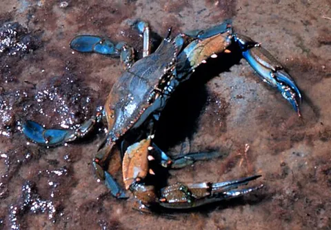 blue crab: any member of either of two groups of crab