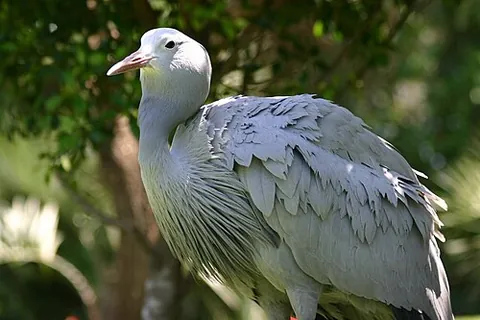 blue crane: grus paradisea, a bird of the crane (Gruidae) family