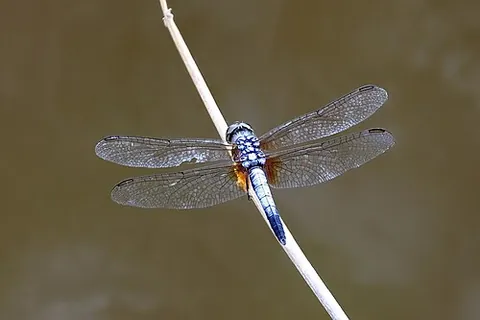 blue dasher: any member of the species Brachydiplax chalybea of blue-coloured libellulid dragonflies of eastern...