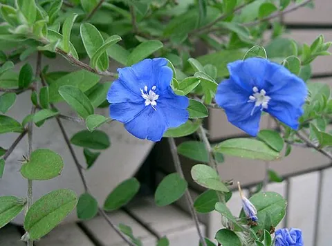 blue daze: a perennial flowering plant, Evolvulus nuttallianus, with blue petals