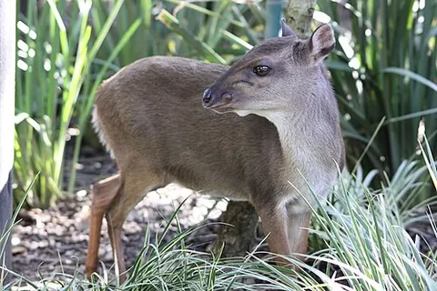 blue duiker: a species of duiker, Cephalophus monticola or Philantomba monticola, found in sub-Saharan Africa