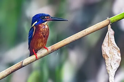 blue-eared kingfisher: alcedo meninting, an Asian kingfisher