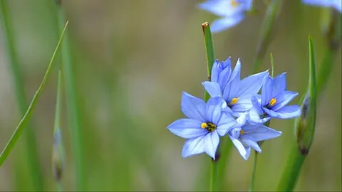blue-eyed grass: any of the numerous species of plants in genus Sisyrinchium, with grasslike leaves and blue or...