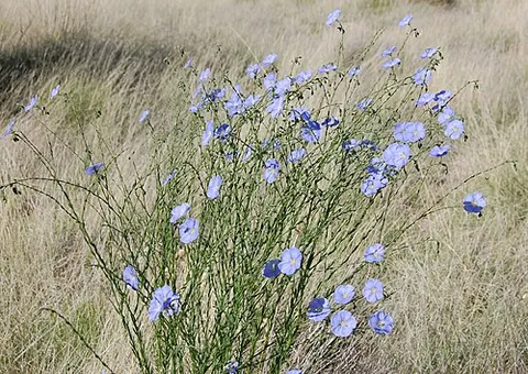 blue flax: linum lewisii, native to North America; Lewis flax or prairie flax