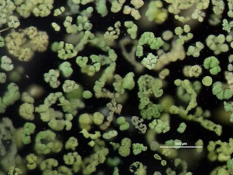 blue-green alga: any member of the taxonomic class or phylum Cyanobacteria; a primitive photosynthetic organism...