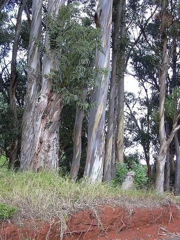 blue gum: any of various eucalyptus trees having blueish leaves, especially Eucalyptus globulus