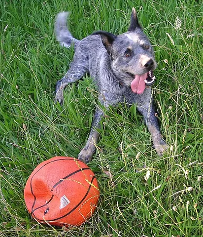 blue heeler: a blue-coated variety of the Australian Cattle Dog breed