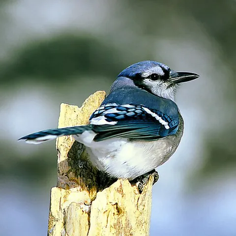 blue jay: any member of the species Cyanocitta cristata of North American jays with blue feathering from the...