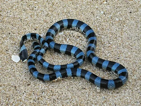 blue-lipped sea krait: laticauda laticaudata, a species of venomous sea snake found in the Indian and Western Pacific...