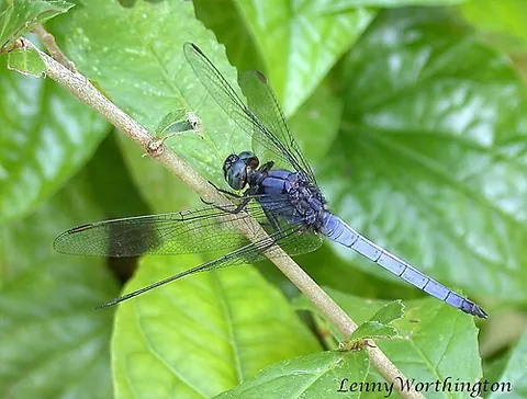 blue marsh hawk: a species of libellulid dragonfly, Orthetrum glaucum, of tropical and subtropical Asia, having a...