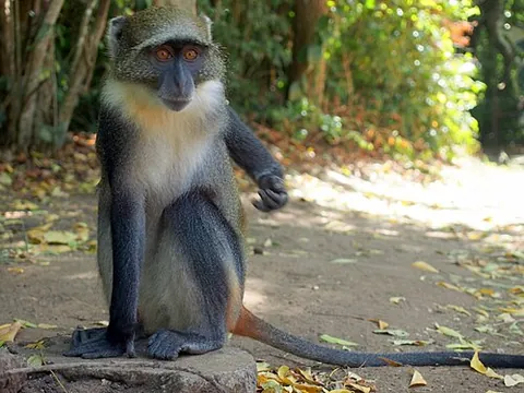 blue monkey: a monkey of the species Cercopithecus mitis, native to central and eastern Africa
