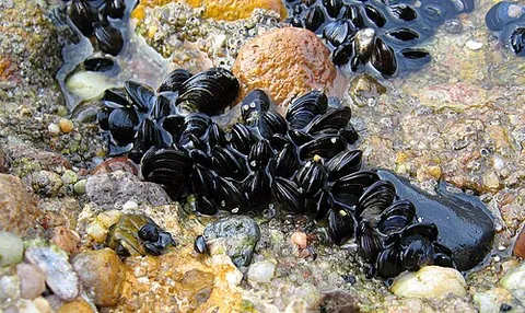 blue mussel: a medium-sized edible mussel, Mytilus edulis, found on the North Atlantic coast of North America,...