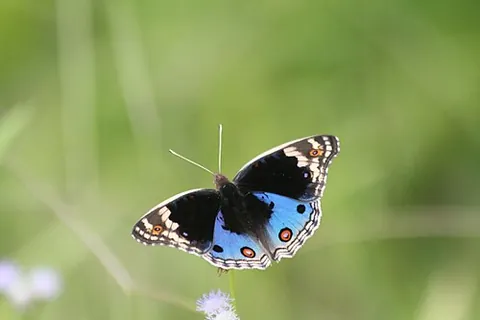 blue pansy: blue argus