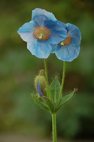 blue poppy: any of the flowering plants of genus Meconopsis