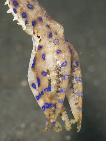 blue-ringed octopus: any member of any species of the genus Hapalochlaena of octopuses, with distinctive blue rings,...
