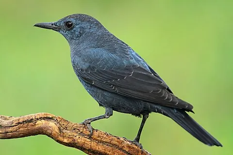 blue rock thrush: monticola solitarius, a thrush-like flycatcher found in southern Europe, northern Africa and parts...