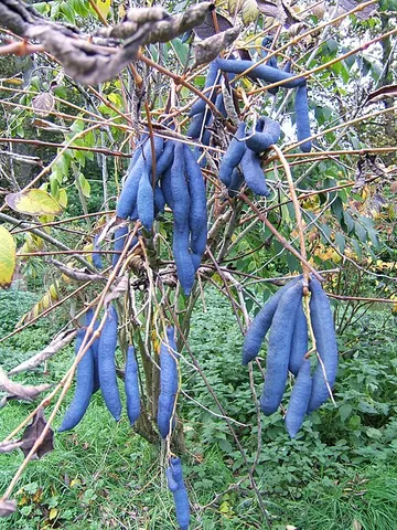 blue sausage fruit: any member of the species Decaisnea fargesii of deciduous shrubs