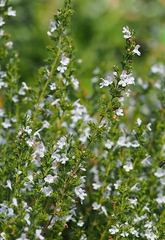 blue savory: satureja coerulea or Satureja montana 'Coerulea', an herb which grows in Eastern Europe