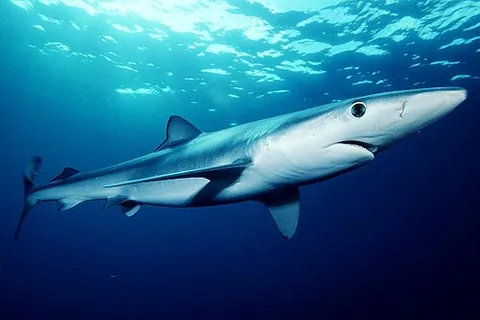 blue shark: a long blue shark, resembling a great white shark but smaller, of the species Prionace glauca