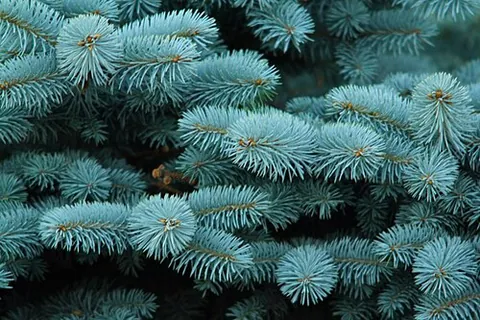 blue spruce: a spruce tree of species Picea pungens, native to the Rocky Mountains of North America, often...