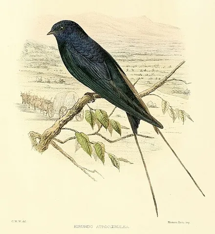 blue swallow: hirundo atrocaerulea, a species of swallow