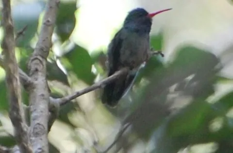 blue-throated sapphire: hylocharis eliciae, a hummingbird of South America with a metallic golden-green tail and...