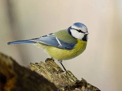 blue tit: a bird of species Cyanistes caeruleus of tits in family Paridae, with an azure blue crown and dark...