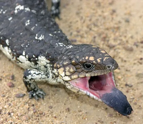 blue-tongue lizard: any of several species of Australian skinks in the genus Tiliqua
