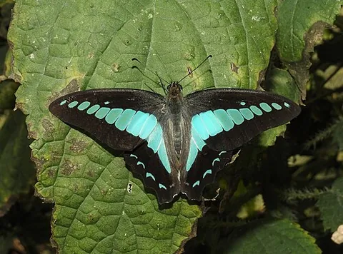 blue triangle: graphium sarpedon, a swallowtail butterfly that is found in East, South and Southeast Asia, as well...