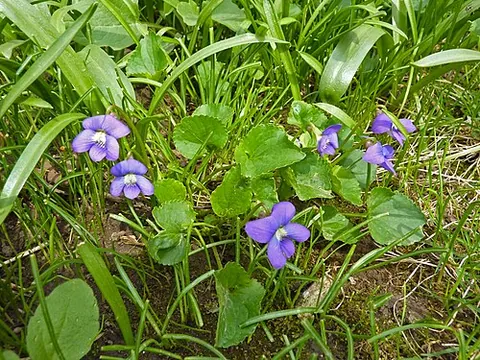 blue violet: a bluish violet colour