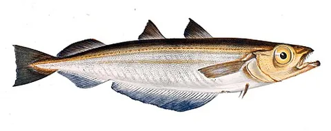 blue whiting: a fish of species Micromesistius poutassou, in the cod family, of the North Atlantic and the...
