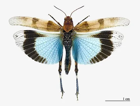 blue-winged grasshopper: oedipoda caerulescens, a grasshopper species that lives in regions with sparse vegetation