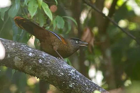 blue-winged laughingthrush: trochalopteron squamatum, a species of laughingthrush perching bird