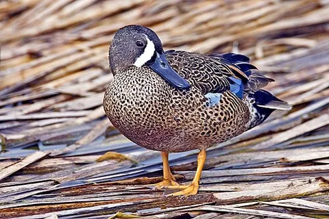 blue-winged teal: a species of dabbling duck, Spatula discors, found in North America and northern South America