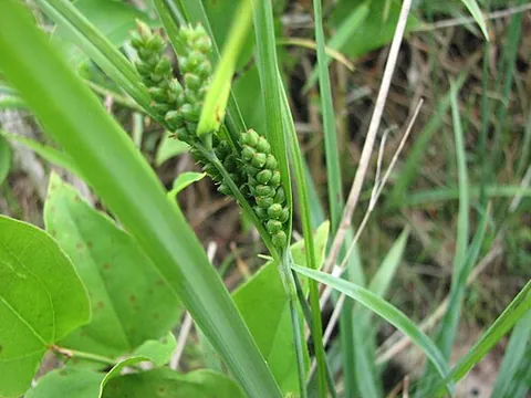 blue wood sedge: carex glaucodea, native to North America