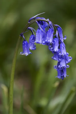 bluebell: common bluebell (Hyacinthoides non-scripta)