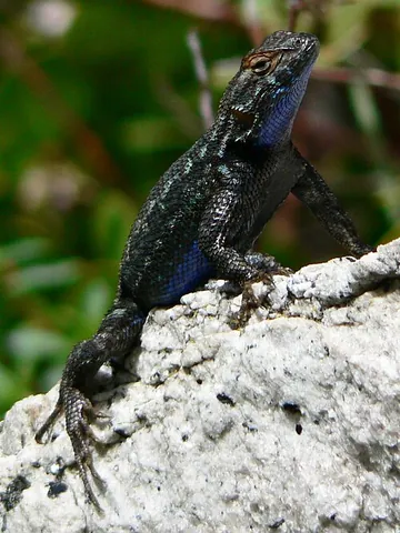 bluebelly: sceloporus occidentalis, a North American lizard