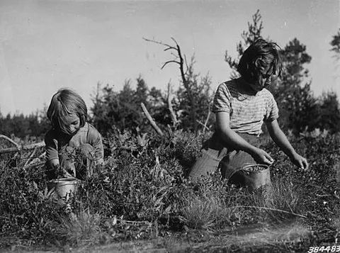 blueberrying: the act of gathering blueberries
