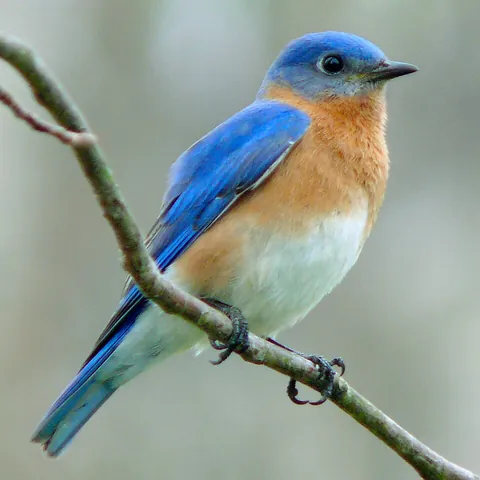 bluebird: any of various North American birds of the genus Sialia in the thrush family. Their plumage is blue...