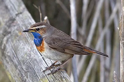 bluebreast: a small European bird, the bluethroat (Luscinia svecica)