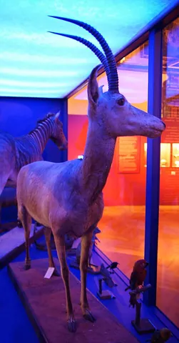 bluebuck: an extinct mammal, †Hippotragus leucophaeus, the first large African mammal to become extinct in...